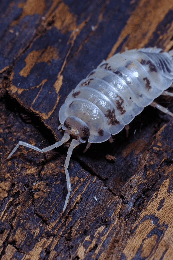 Giant Isopods As Pets