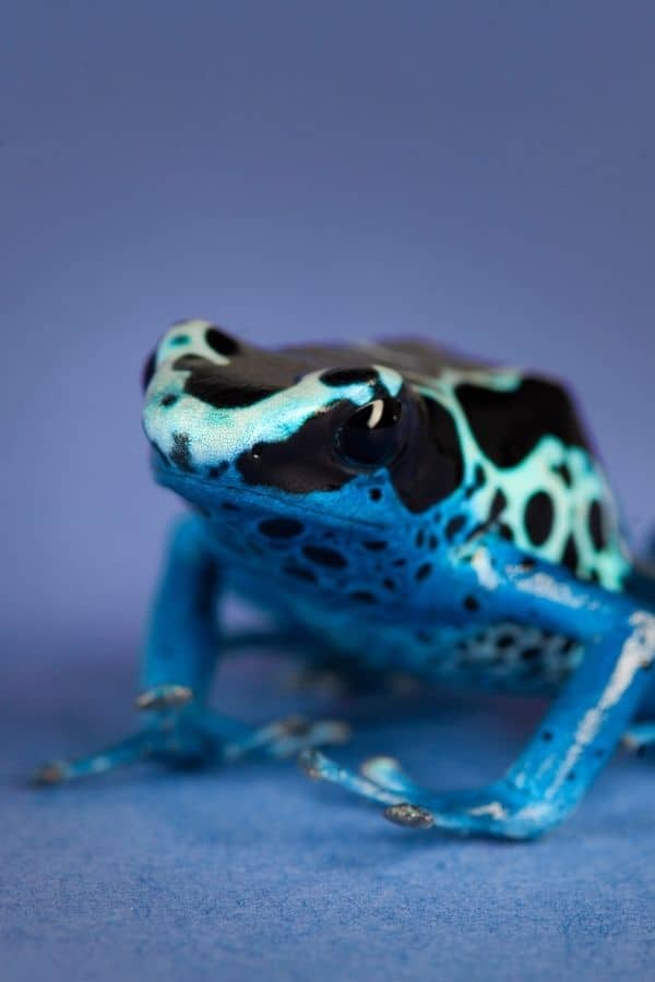 Poison Dart Frogs