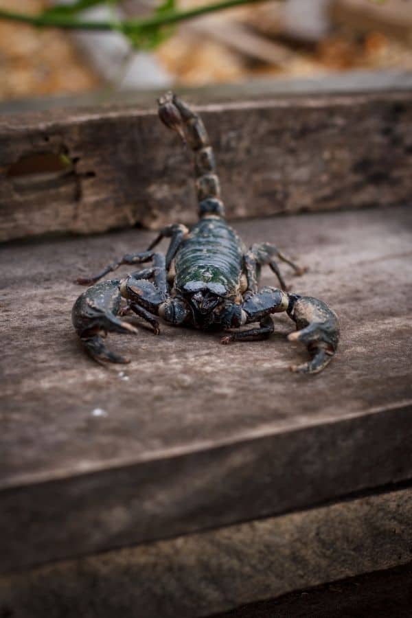 Emperor Scorpion