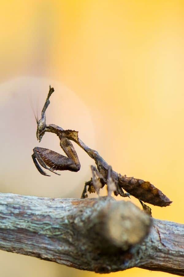 The Best Small Terrarium Pets (10+ Exotic Animals To Keep)