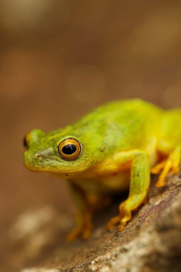 Green Tree Frogs