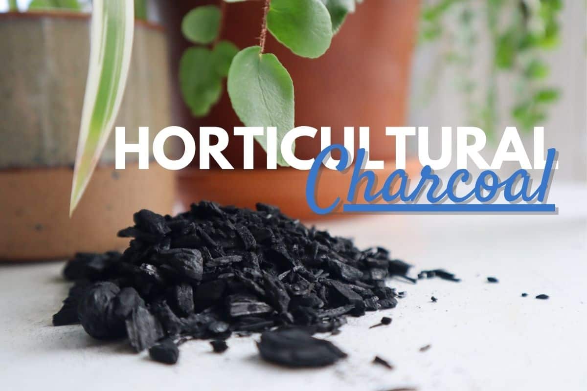 The Complete Guide to Activated Charcoal in Horticulture - SuperMoss