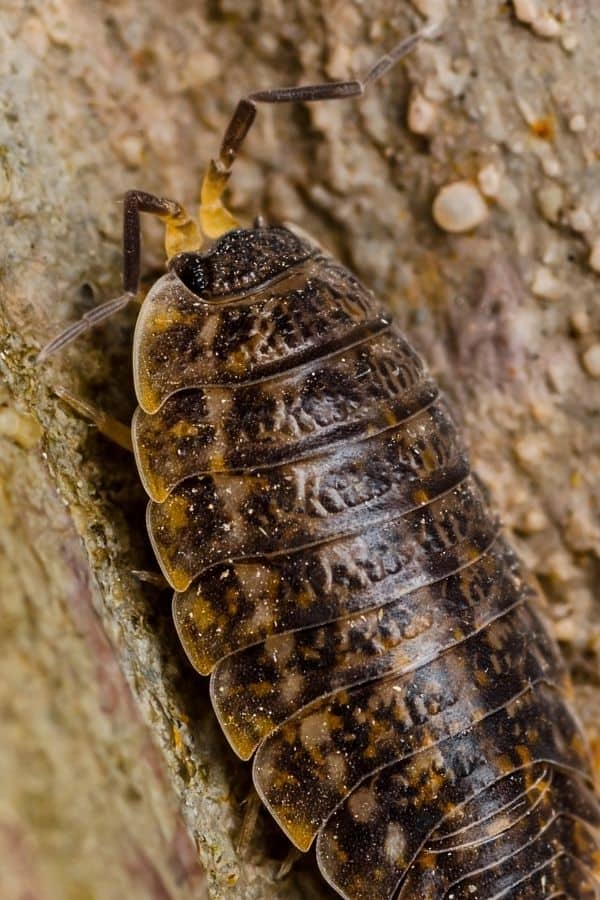 Sabah Isopod