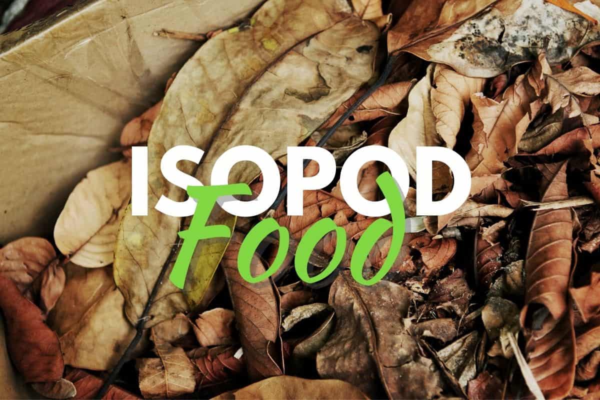 what-do-isopods-eat-the-best-isopod-food-options-terrarium-tribe