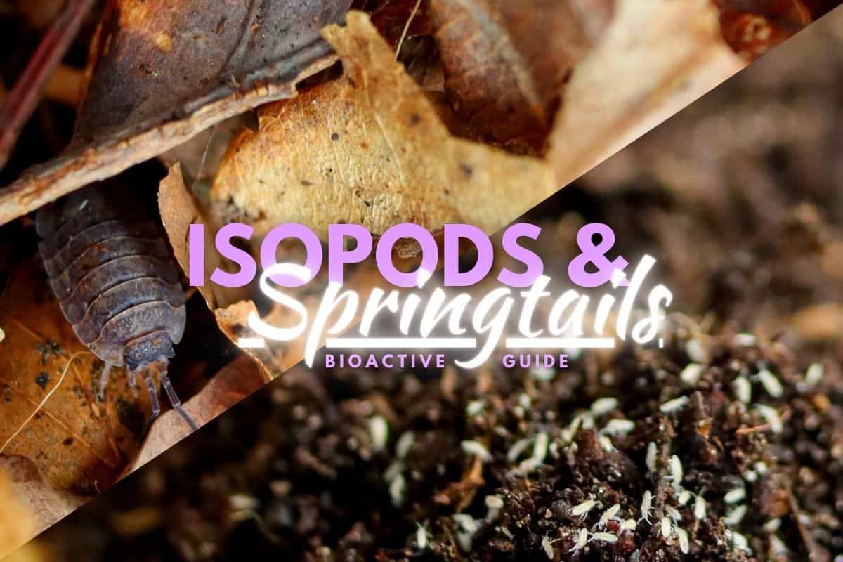 Isopods and Springtails in Terrariums Bioactive Combo 101