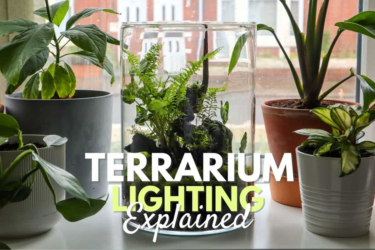 Lighting for Terrariums Best Natural Grow Light Solutions