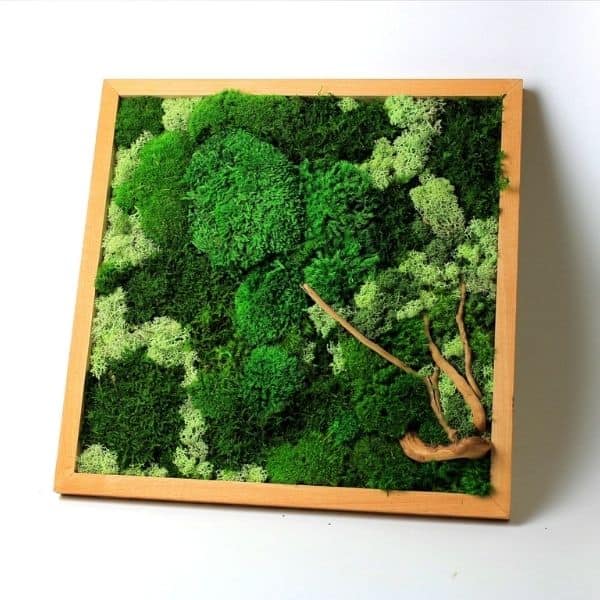 3 Sq. Ft Preserved Green Moss and 9 Oz Artificial Decorative Reindeer Moss  Flora