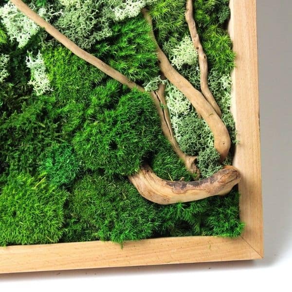 Reindeer Moss 101: How to Use in a Moss Wall & Terrarium