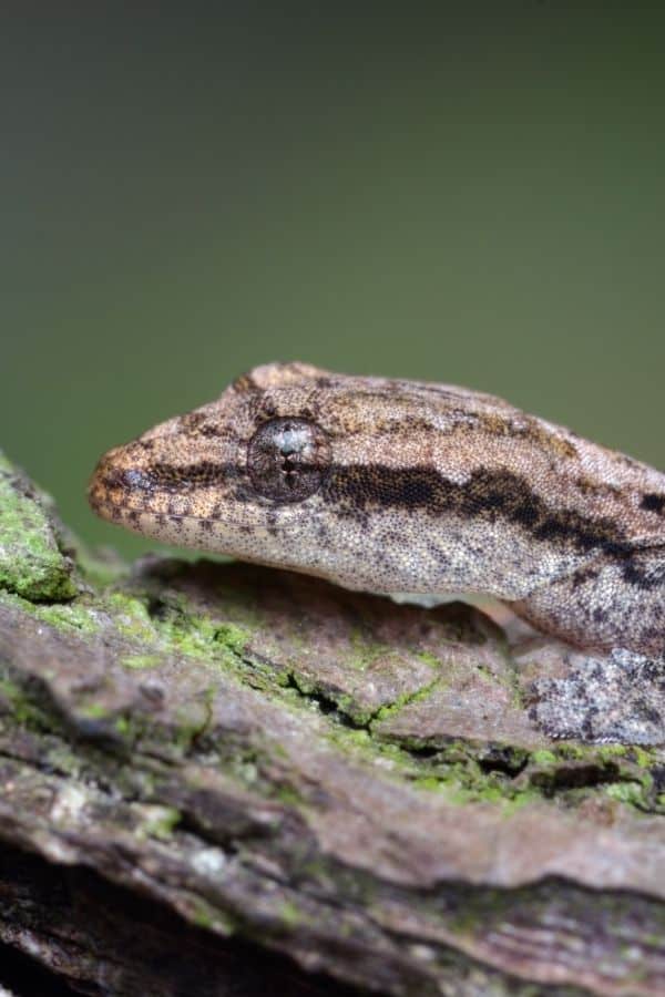 Mourning Geckos