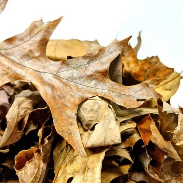 Mixed Oak Leaf Litter
