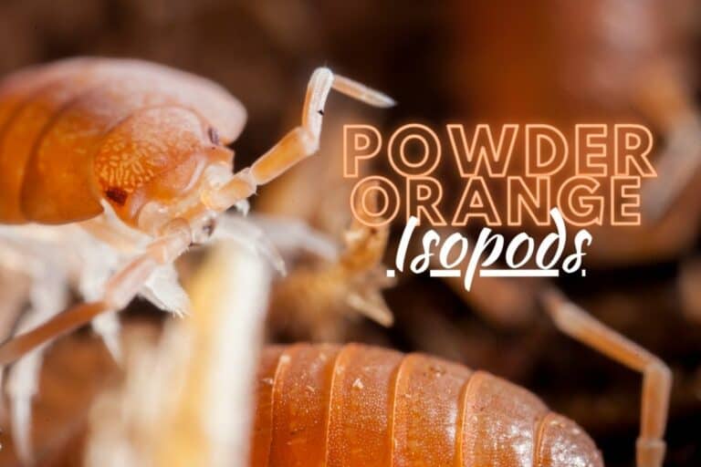 powder orange isopods