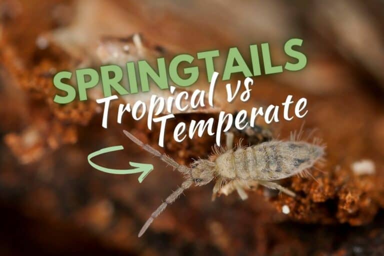 Temperate vs tropical springtails