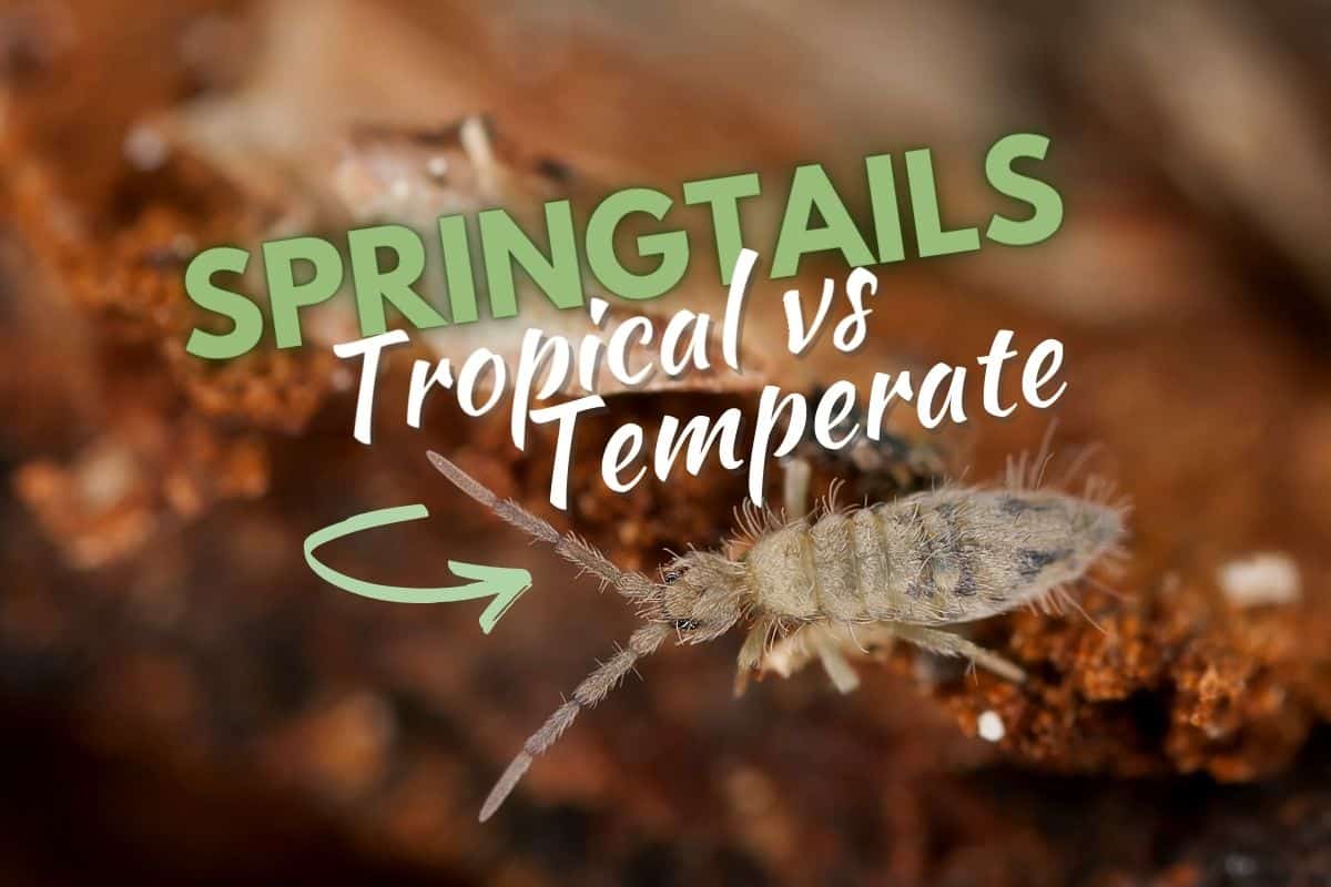 Springtails for Terrariums: The Complete Guide