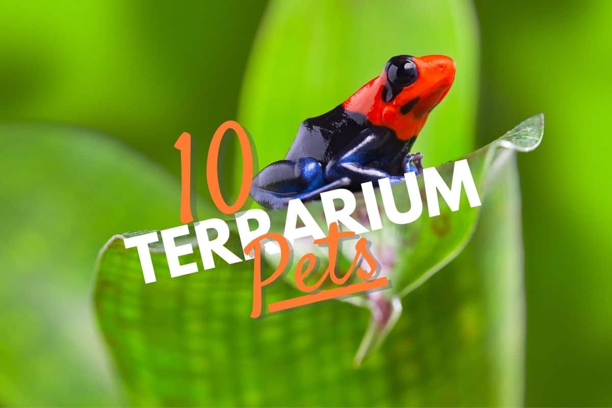 Keeping Poison Dart Frogs as Pets and Bioactive terrarium