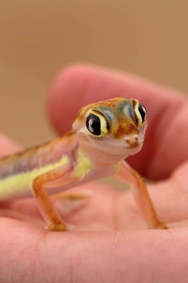 Web Footed Gecko