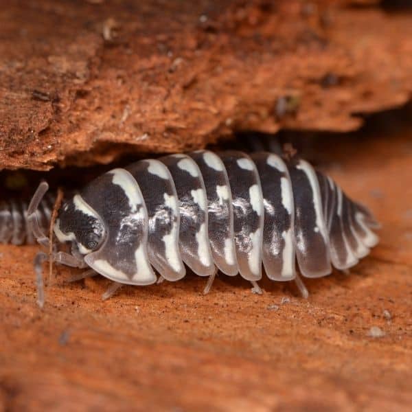 Zebra Isopods (Armadillidium maculatum) Bioactive Care Guide