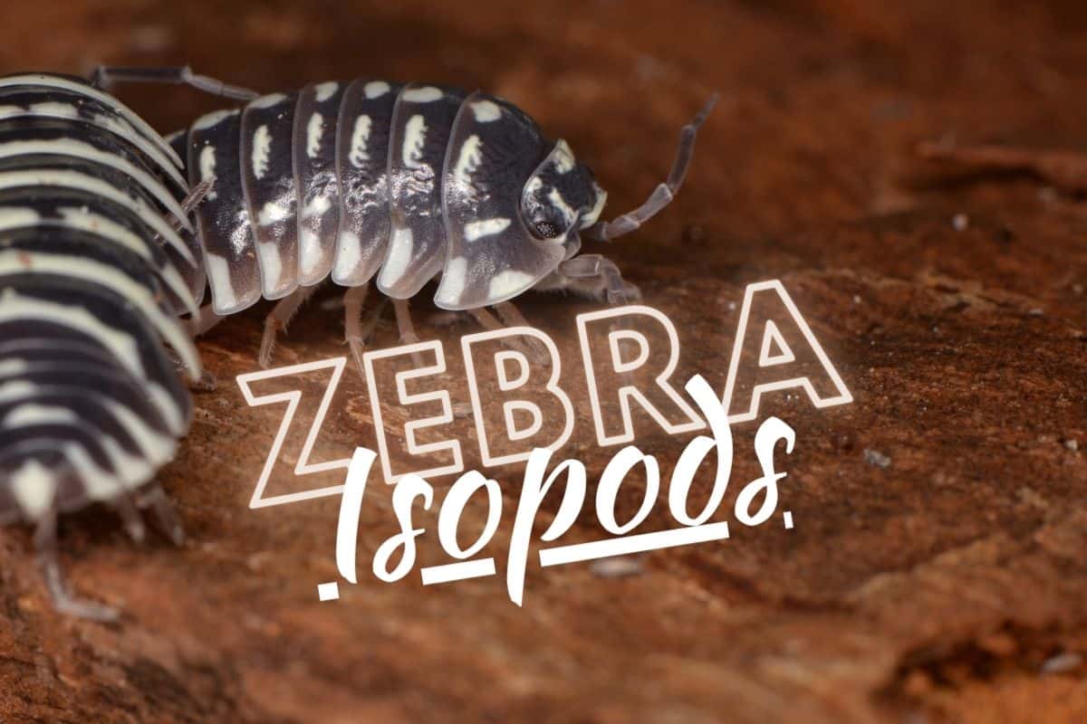 Zebra Isopods (Armadillidium maculatum) Bioactive Care Guide