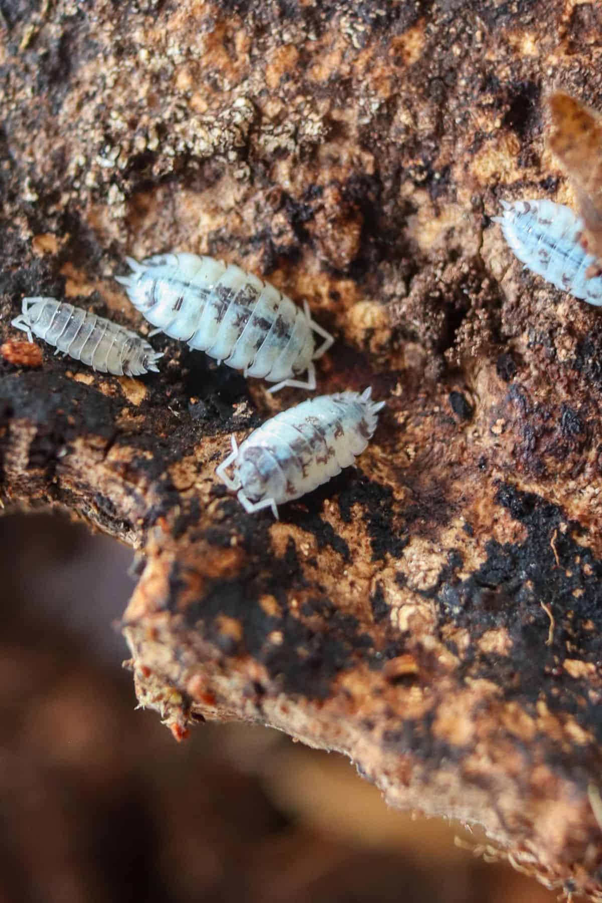 dairy cow isopods group on cork bark