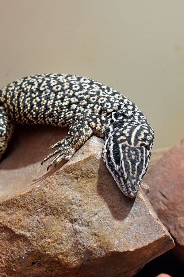 Image of a mesmerizing ackie monitor.