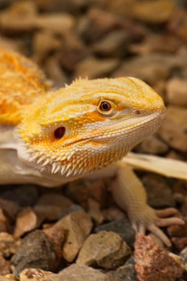 Agama lizard (though I'm not sure what species).