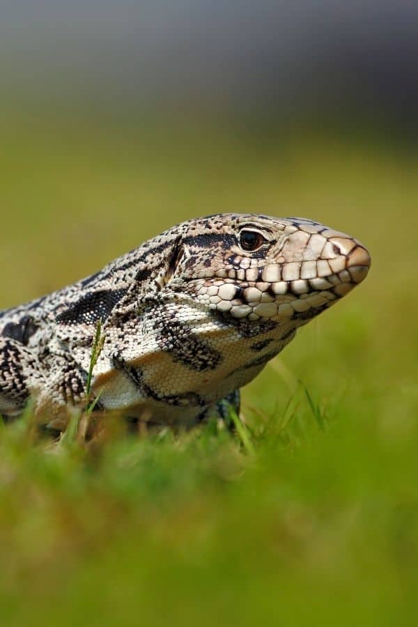 Image of a majestic (and enormous) argentine tegu. 