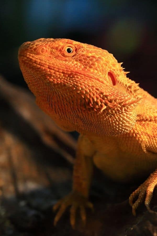 Image of a basking bearded dragon.