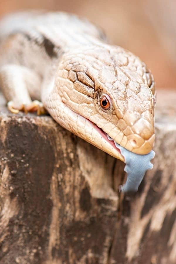 Image of Blue-Tongued Skink