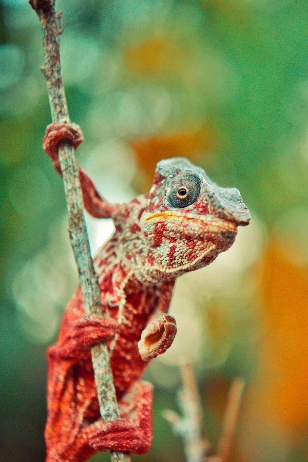 A chameleon looking positively alien.