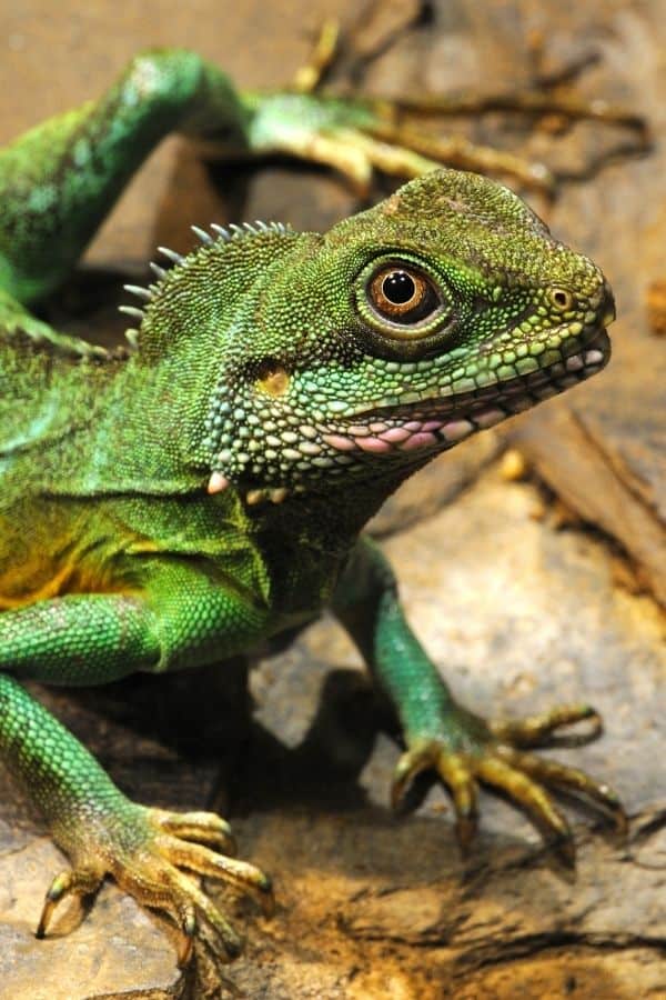 The vibrant greens of a chinese water dragon.