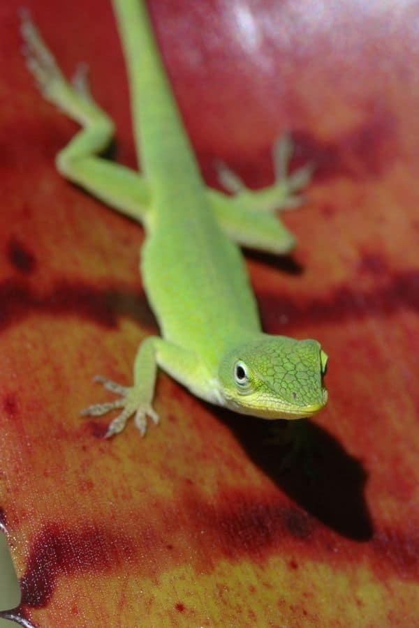 Picture of a green anole