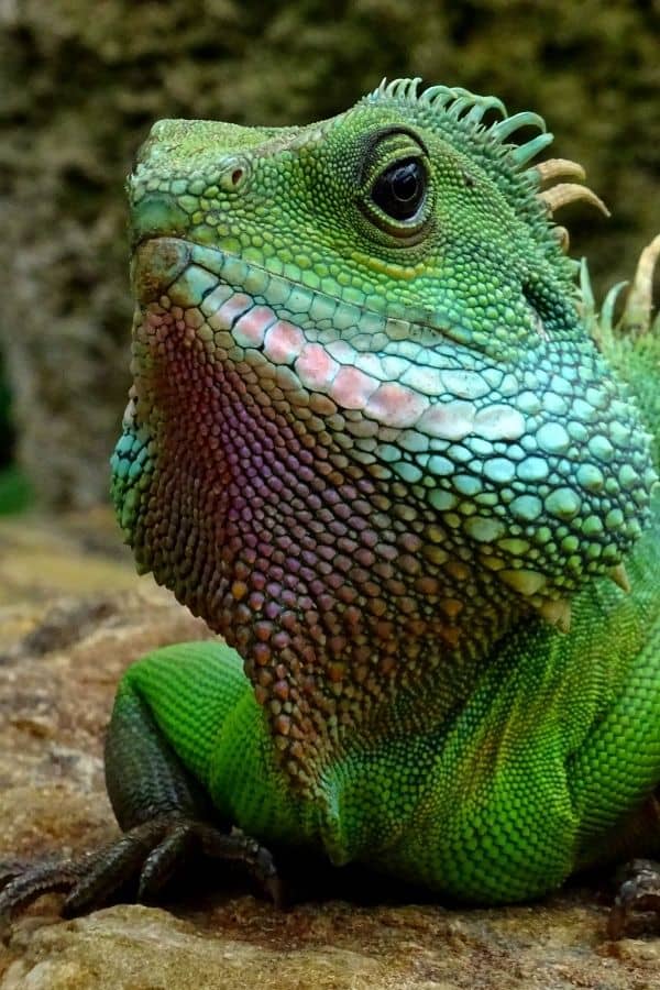 A green iguana in every color of green.