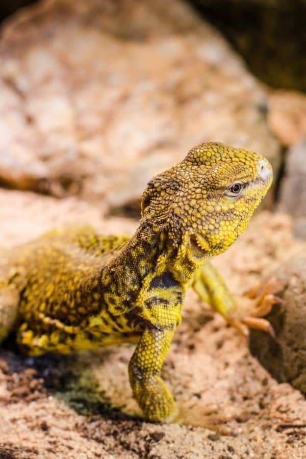 Image of yellow Uromastyx.