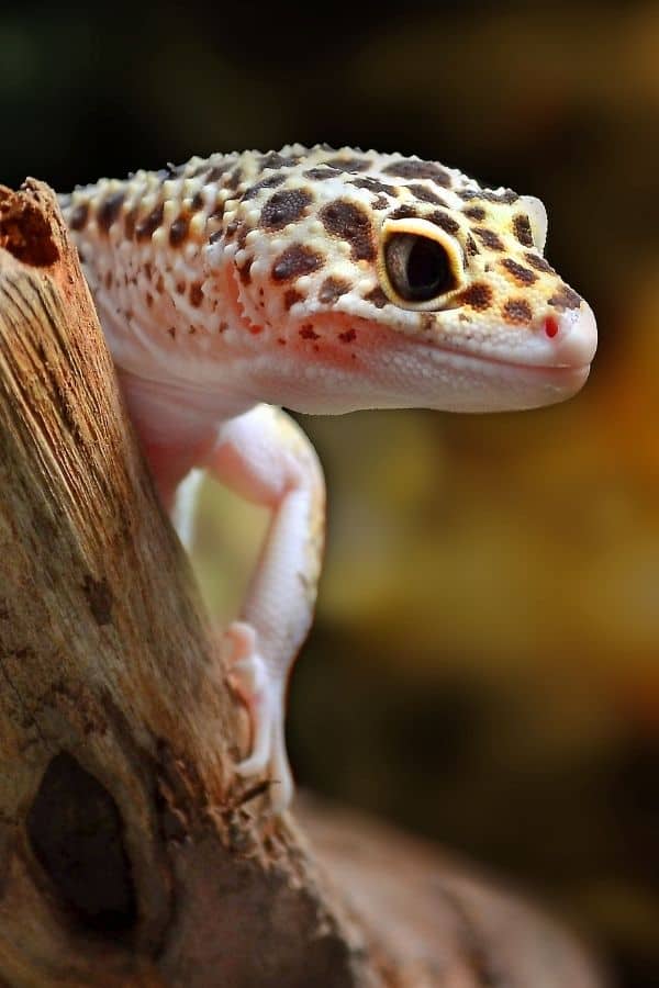 A (very cute) image of a leopard gecko.