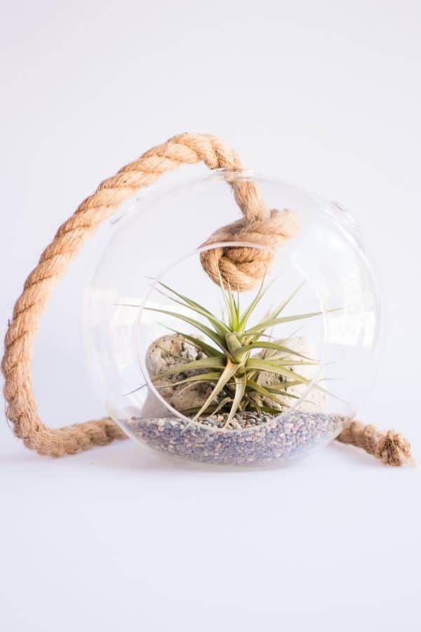 Air Plant hanging Terrarium