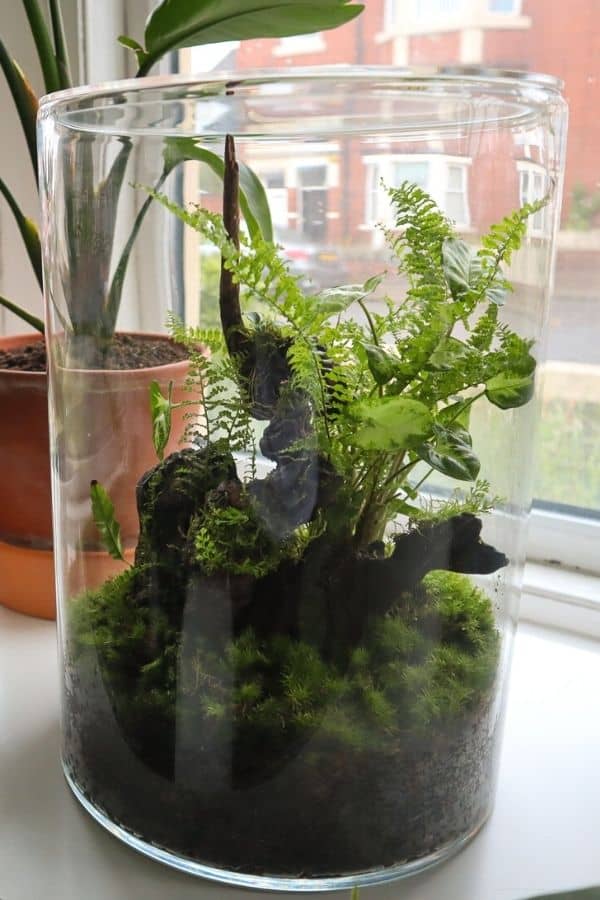 How Make a Closed Terrarium DIY Guide)