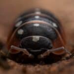 The Complete Clown Isopod Care Guide (Armadillidium klugii)