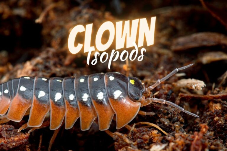 Image of a clown isopod