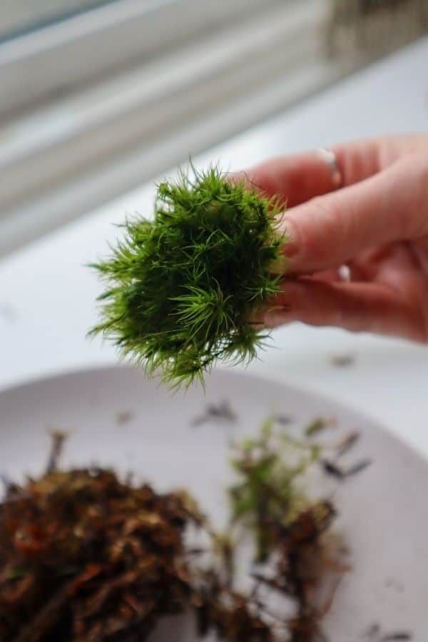 Cushion Moss tuft