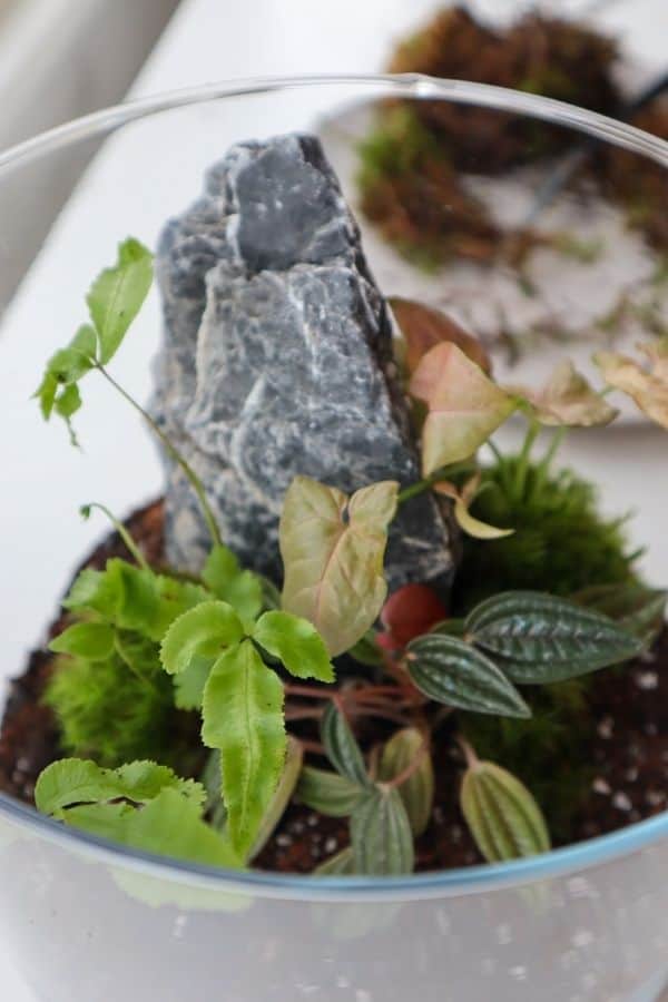 Plant terrarium