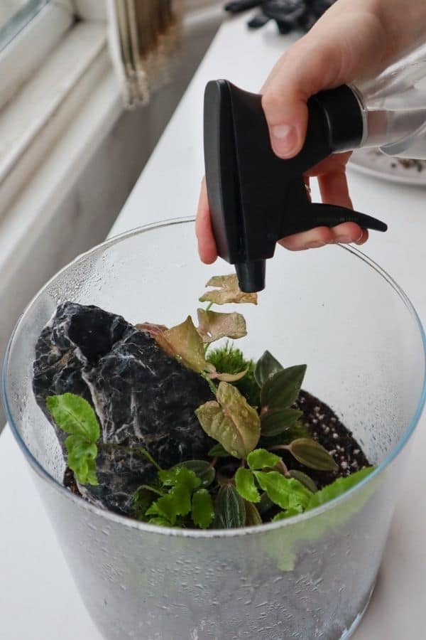 Watering a terrarium