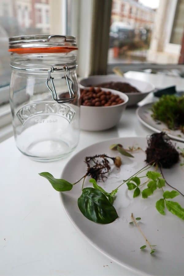 Image of the materials and plant needed for a mason jar terrarium