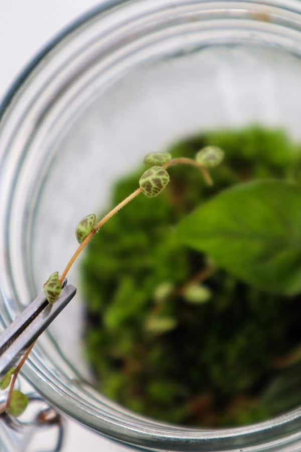 Peperomia Prostrata (String of Turtles) going in a terrarium