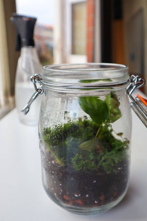 Image of a mason jar terrarium