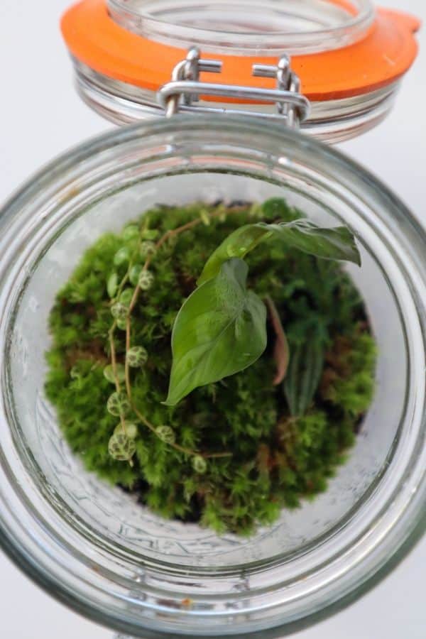 Top down image of a mason jar terrarium.