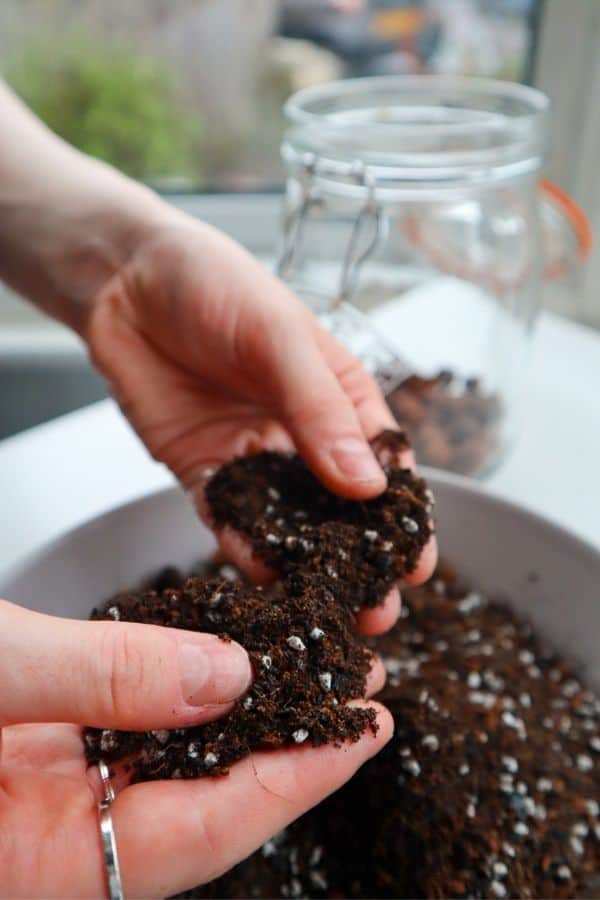 Image of a terrarium substrate 