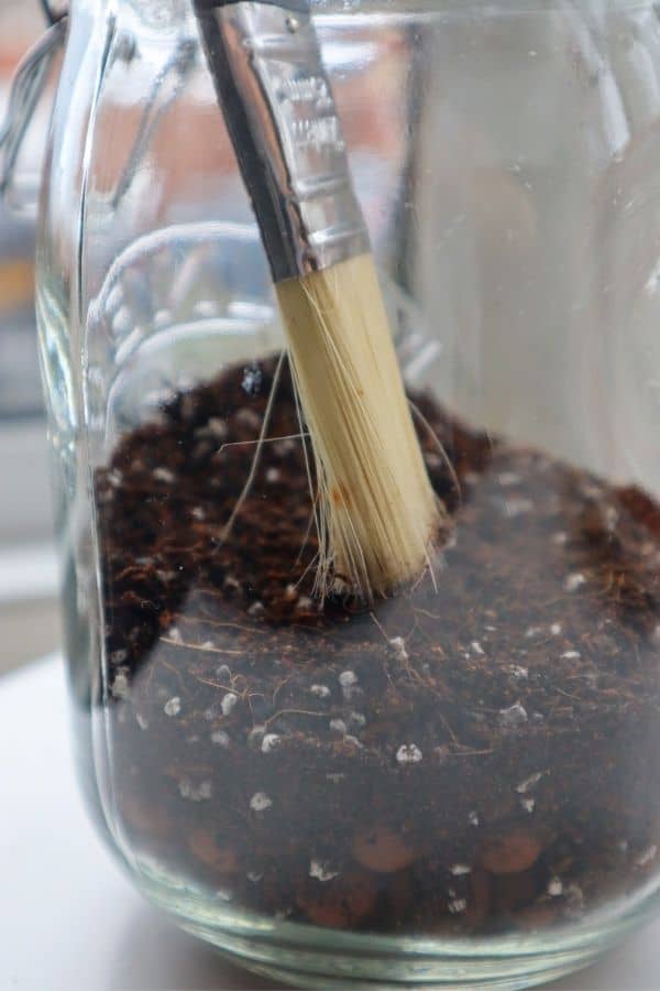 Image of the foundation of a mason jar terrarium