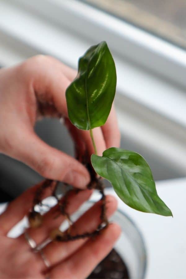 Image of a small Peacock Calathea 