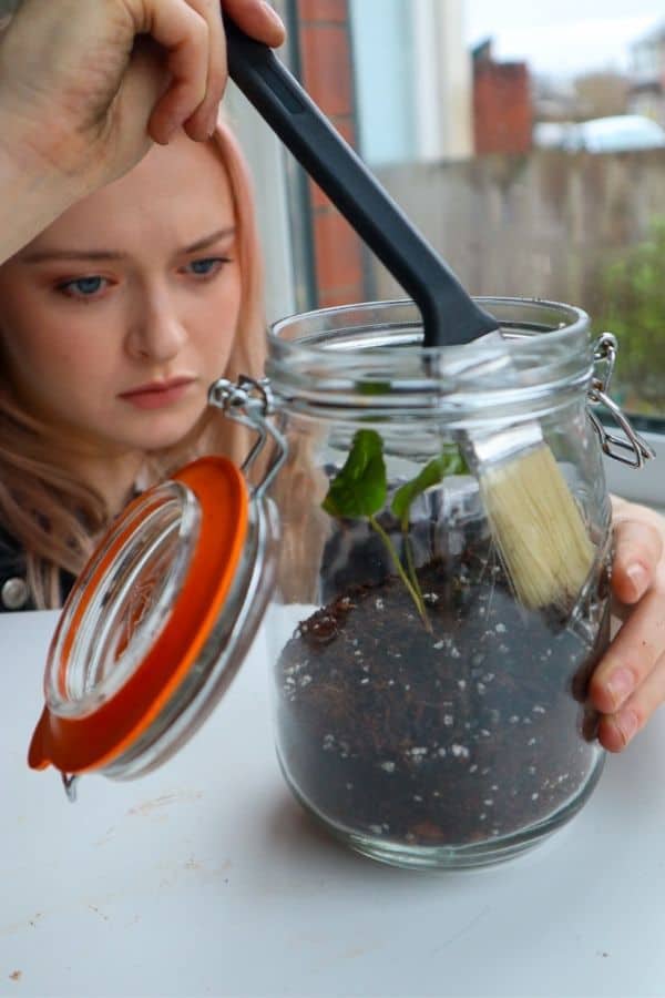 Image of a girl building a terrarium