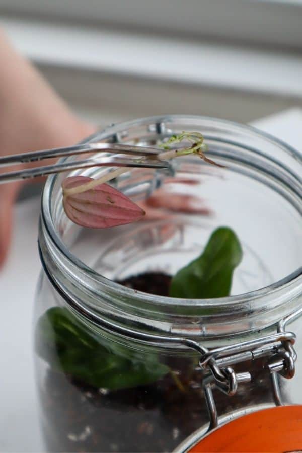 Image of Peperomia Rosso cuttings being added to a terrairum