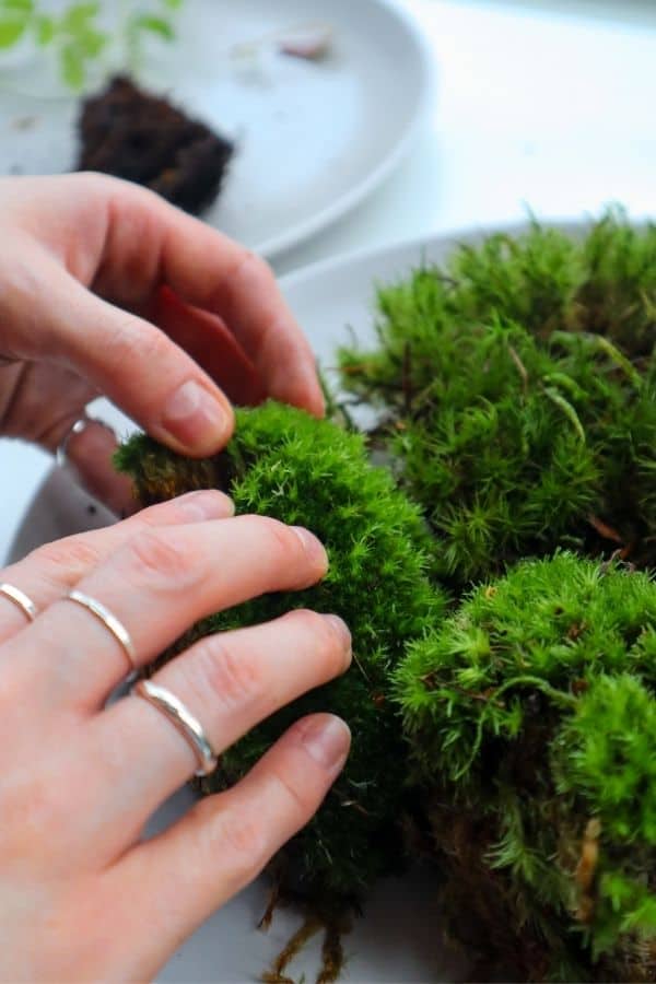 Image of a plate of Cushion Moss and Mood Moss.